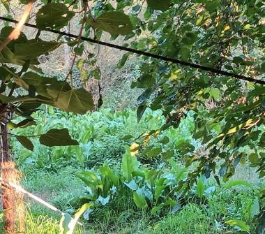 Porzione di casa in vendita a Canaro (Rovigo)