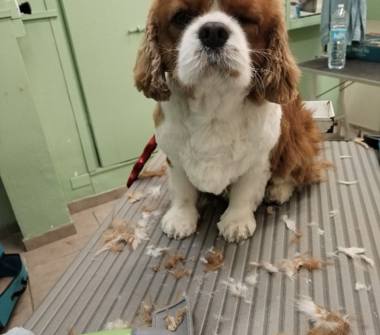  Attività commerciale in vendita a Genova, Zona Marassi