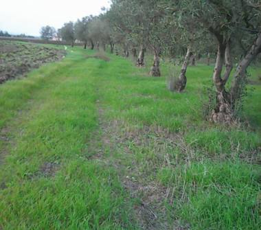 Terreno Agricolo/Coltura in vendita a Decimoputzu (Sud Sardegna)