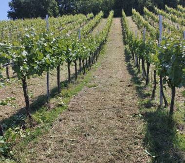 Terreno Agricolo/Coltura in vendita a Cigognola (Pavia)