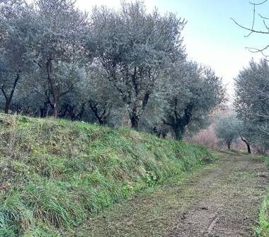 Terreno Agricolo/Coltura in vendita a Ferentino (Frosinone), Via Variante Casilina 4857