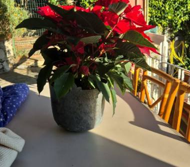 Altro in affitto a Alassio, Frazione Solva