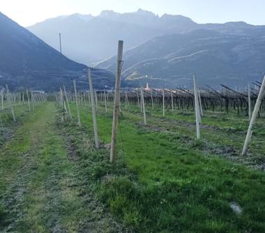 Terreno Agricolo/Coltura in vendita a Aldeno (Trento)