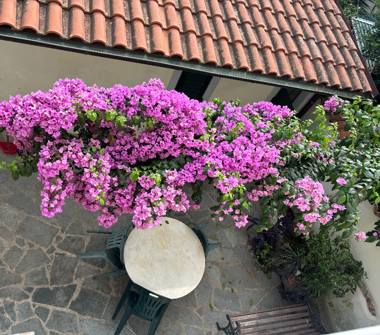 Affitto Casa Vacanze a Viareggio (Lucca), Via Antonio Fratti 199