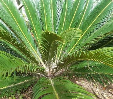 Affitto Appartamento Vacanze a Camaiore, Frazione Pieve Di Camaiore