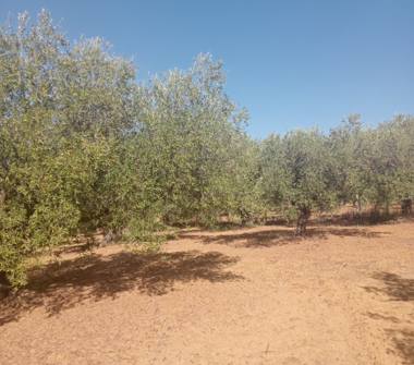 Terreno Agricolo/Coltura in vendita a Partinico (Palermo)