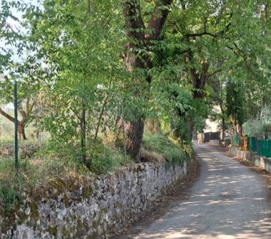Terreno Agricolo/Coltura in vendita a Colle di Val d'Elsa (Siena)