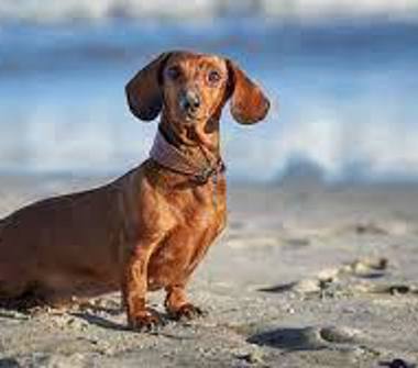 Affitto Villetta a schiera Vacanze a San Teodoro (Sassari)