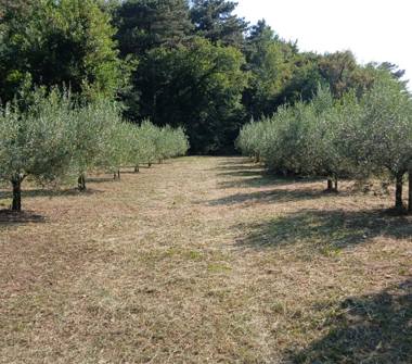 Terreno Agricolo/Coltura in vendita a Trieste, Frazione Centro città