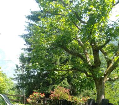 Affitto Appartamento Vacanze a Issime (Aosta), Frazione Riccourt 144