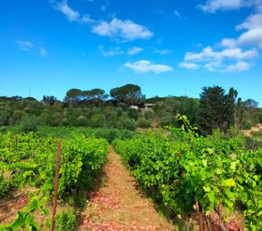 Rustico/Casale in vendita a Sennori (Sassari)