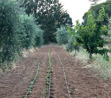 Villa in vendita a Cassano all'Ionio (Cosenza)
