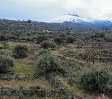 Terreno Agricolo/Coltura in vendita a Biancavilla (Catania)