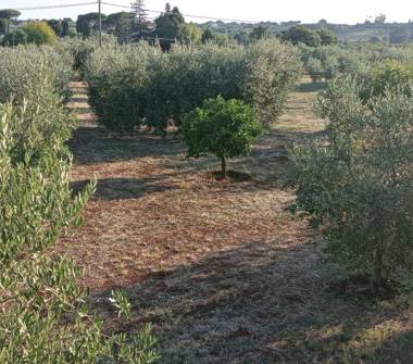 Altro in vendita a Velletri (Roma), VIA DEI FIENILI