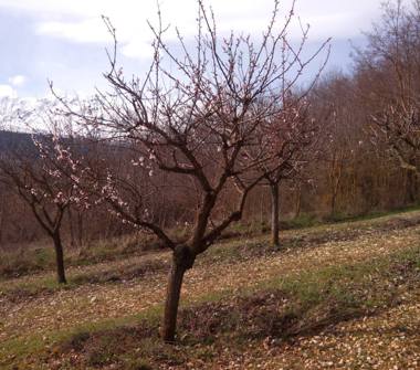 Terreno Edificabile Residenziale in vendita a Ocre, Frazione Cavalletto