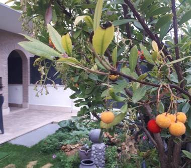 Casa indipendente in vendita a Marino (Roma)