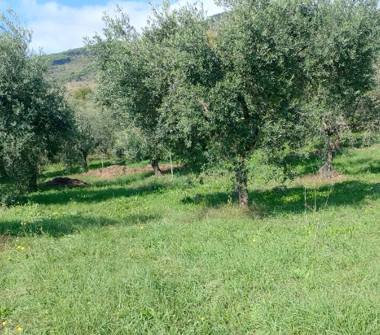 Terreno Agricolo/Coltura in vendita a Sezze (Latina), Via Bertonia 13