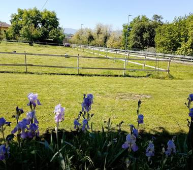 Terreno Agricolo/Coltura in affitto a Reggello (Firenze)