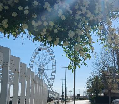 Affitto Appartamento Vacanze a Bellaria-Igea Marina (Rimini)