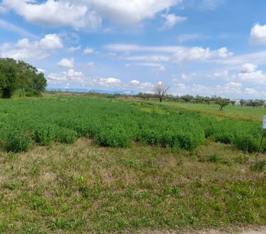Terreno Agricolo/Coltura in vendita a Cavallino-Treporti (Venezia), Via Alberico da Barbiano 4