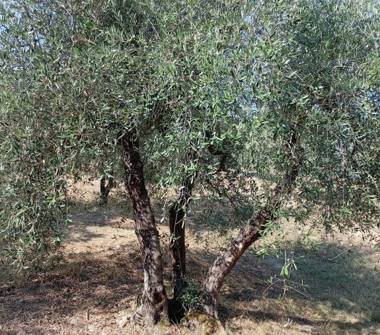 Terreno Agricolo/Coltura in affitto a Lastra a Signa, Frazione Ginestra Fiorentina