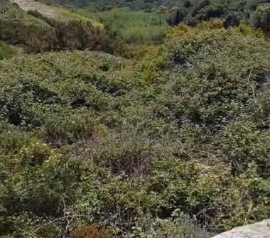 Terreno Agricolo/Coltura in vendita a Isola del Giglio (Grosseto)