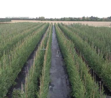 Azienda Agricola in vendita a Argenta (Ferrara)