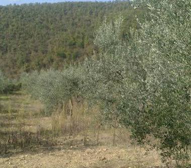 Terreno Agricolo/Coltura in vendita a Subbiano (Arezzo)