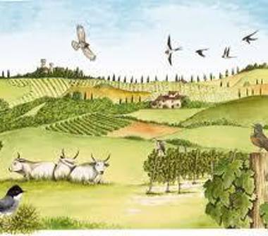 Terreno Agricolo/Coltura in vendita a Montemarciano (Ancona)