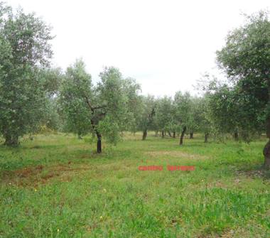 Terreno Agricolo/Coltura in vendita a Triggiano (Bari)