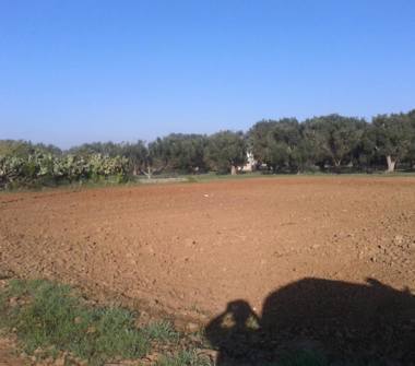 Terreno Agricolo/Coltura in vendita a Supersano (Lecce)