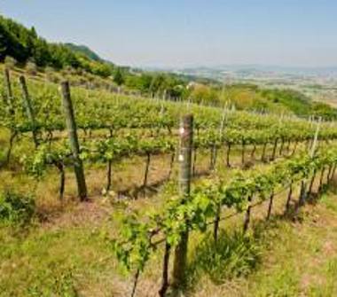 Albergo/Struttura ricettiva in vendita a Vicenza, Zona Debba