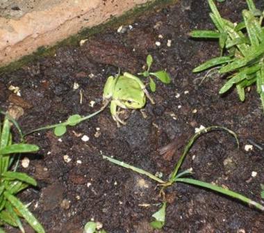 Appartamento in vendita a Stienta, Frazione Centro Zampine