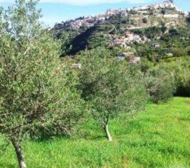 Terreno Agricolo/Coltura in vendita a Castroreale (Messina)