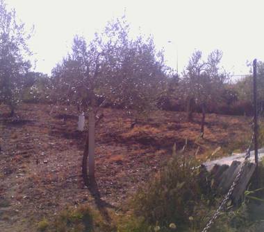Terreno Agricolo/Coltura in vendita a Fondi, Frazione San Magno