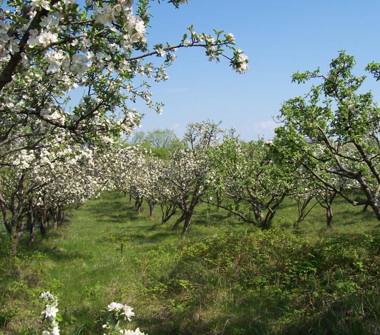 Terreno Agricolo/Coltura in vendita a Aprilia, Frazione Campoleone