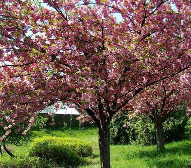 Terreno Agricolo/Coltura in vendita a Aprilia, Frazione Campoleone
