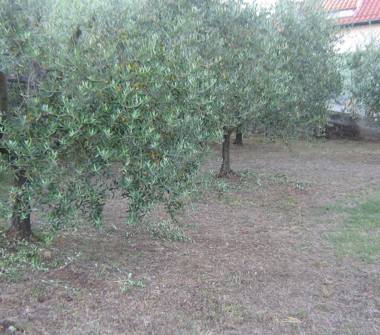 Terreno Agricolo/Coltura in vendita a Velletri (Roma)
