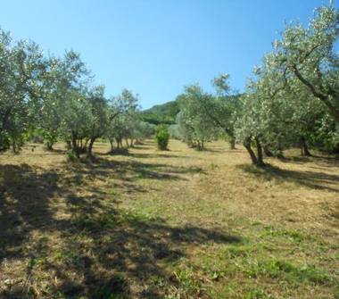 Altro in vendita a Toffia (Rieti)