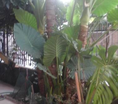 Affitto Appartamento Vacanze a Scalea (Cosenza)