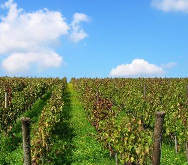Terreno Agricolo/Coltura in vendita a Barile (Potenza)