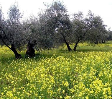 Rustico/Casale in vendita a Casteldaccia (Palermo)